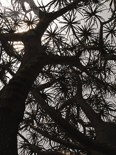 Silhouette des Aloe-Baumes vom Stamm aufwärts gesehen