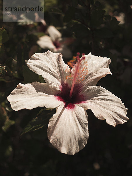 Nahaufnahme der Hibiskusblüte