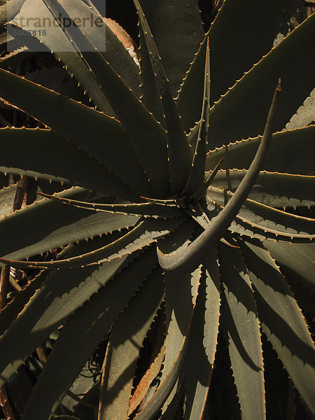 Aloe-Pflanze zum Anfassen