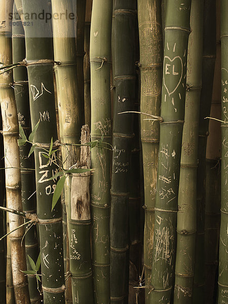 Bambusstrauß mit eingravierten Bildern und Liebeserklärungen