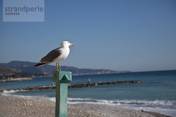 Möwe sitzt auf der Stange und schaut über das Wasser am Strand.