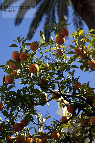Mandarinen am Baum an einem sonnigen Tag