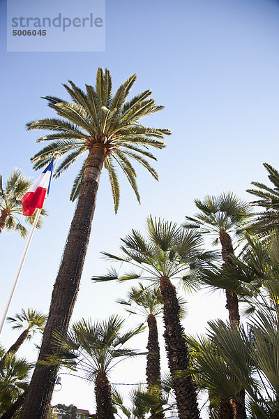 Französische Flagge am Mast neben Palmen