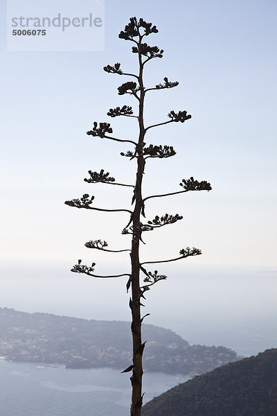 Baum auf einem Hügel mit Seelandschaft und Landschaft unten im Hintergrund