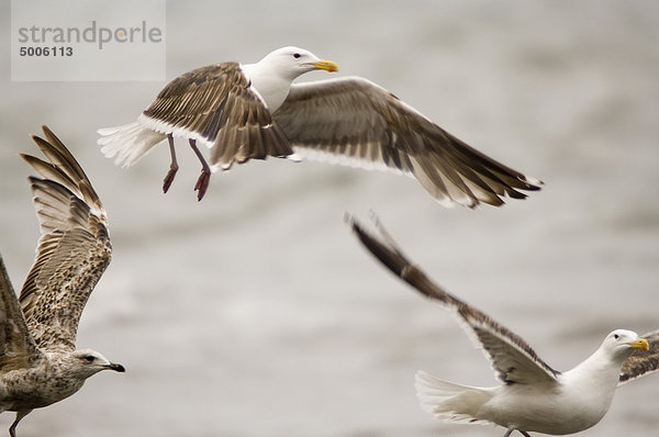 Drei Möwen im Flug