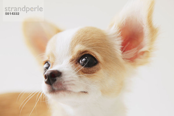 Langhaarige Chihuahua