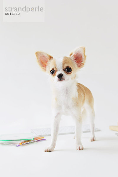 Langhaarige Chihuahua