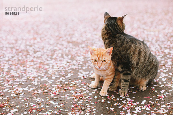 Katzen und Petals von Cherry blossom