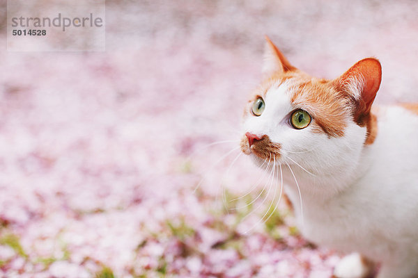 Cat und Petals von Cherry blossom