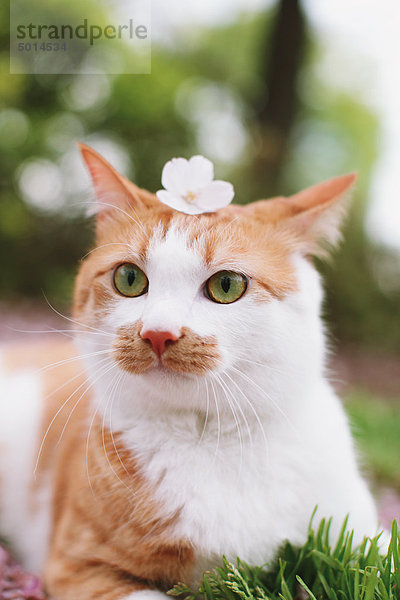 Katze liegend mit Kirschenblüte auf Kopf