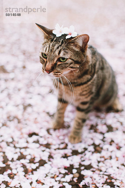 Katze liegend mit Kirschenblüte auf Kopf