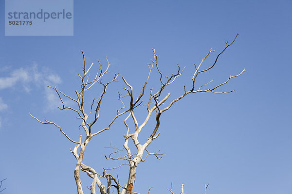 Nackter Baum gegen blauen Himmel