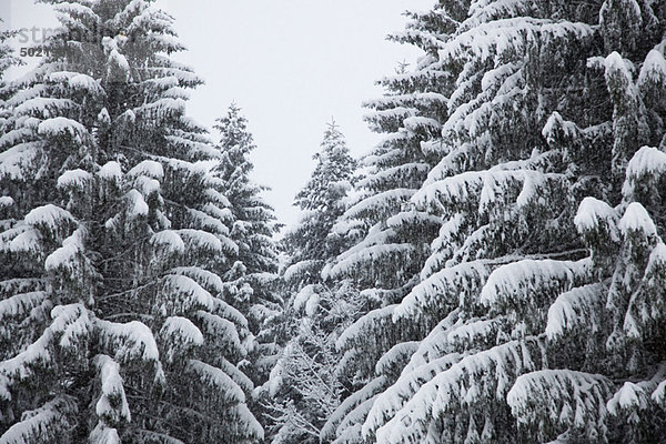 Schneebedeckte Tannenbäume