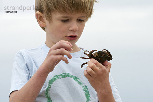 Junge untersucht Strandkrabbe