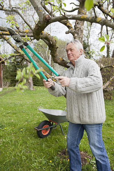 Älterer Mann beschneidet Baum im Hinterhof