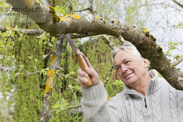 Älterer Mann beschneidet Baum im Hinterhof