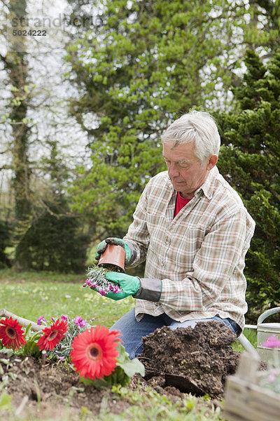 Älterer Mann beim Pflanzen von Blumen im Garten