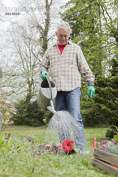 Älterer Mann  der Blumen im Garten gießt.