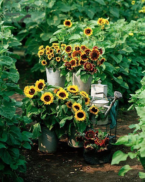 Eimer Garten Sonnenblume helianthus annuus