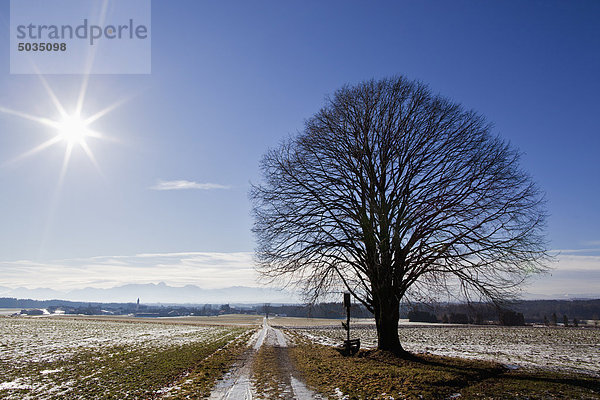 Deutschland  Bayern  Blick auf nackten Baum mit Kreuz in der Nähe der Schneepiste