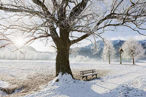 Deutschland  Bayern  Blick auf kahle Bäume mit Frost und Berg im bayerischen Voralpenland