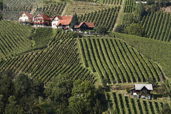 Österreich  Steiermark  Blick auf den Weinberg an der schilcher weinstrasse