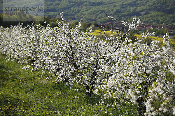 Deutschland  Bayern  Unterfranken  Blick auf blühende Kirschbäume