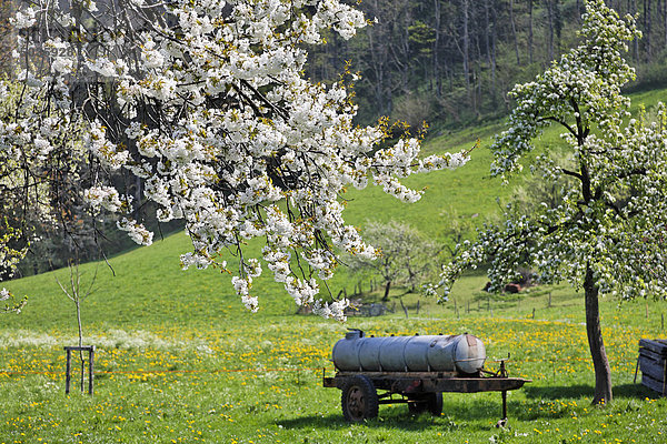 Deutschland  Bayern  Chiemgau  Blick auf blühenden Kirschbaum