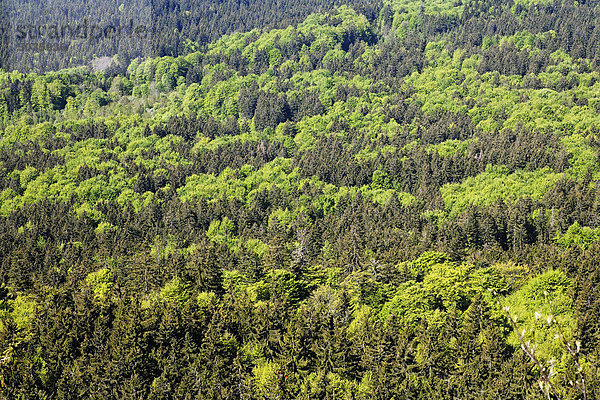 Deutschland  Niederbayern  Bayerischer Wald  Blick auf den Mischwald