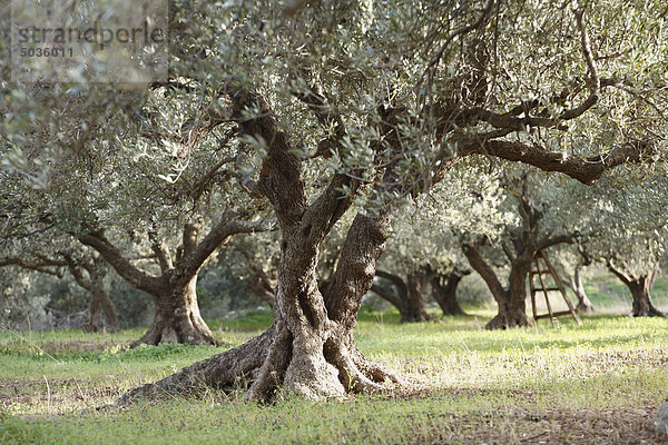 Griechenland  Kreta  Olivenbaum im Olivenhain