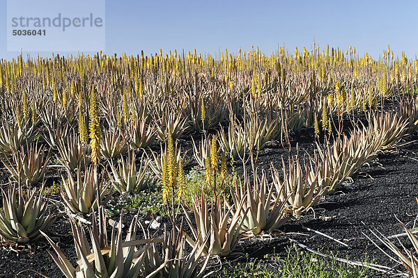 Spanien  Kanarische Inseln  Fuerteventura  Aloe Vera Plantage