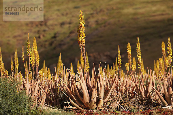 Spanien  Kanarische Inseln  Fuerteventura  Aloe Vera Plantage