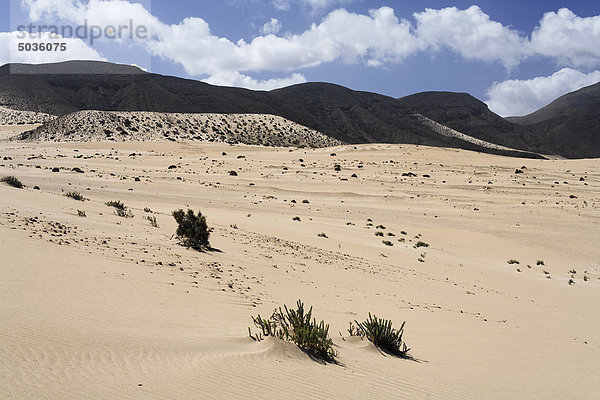 Spanien  Kanarische Inseln  Fuerteventura  El Jable  Jandia  Blick auf Sanddüne