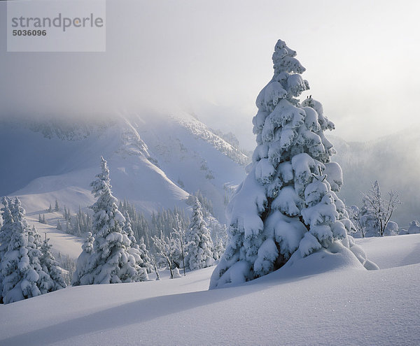 Deutschland  Bayern  Schwaben  Allgäu  schneebedeckter Breitenberg