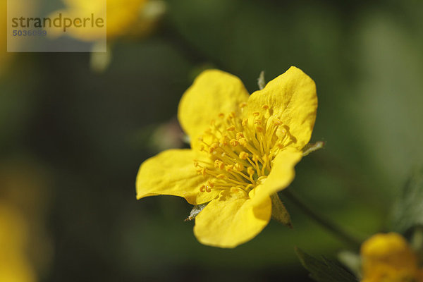Deutschland Blick auf waldsteinia gelbe Blume