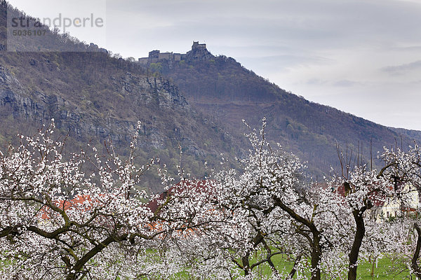 Österreich  Niederösterreich  Wachau  Ansicht der Burgruine Aggstein mit Aprikosenblüten im Vordergrund