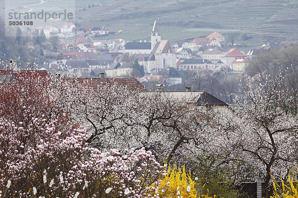 Österreich  Niederösterreich  Wachau  Spitz  Stadtansicht mit Aprikosenblüten im Vordergrund
