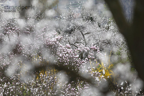 Österreich  Niederösterreich  Wachau  Magnolien  Blick auf Frühlingsblüten