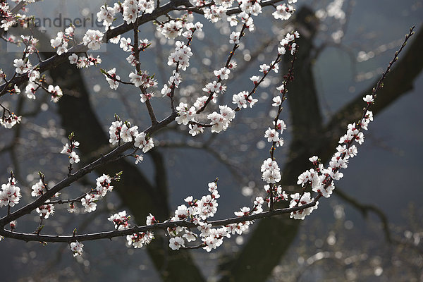 Österreich  Niederösterreich  Wachau  Zweig mit Aprikosenblüten auf Aprikosenbaum