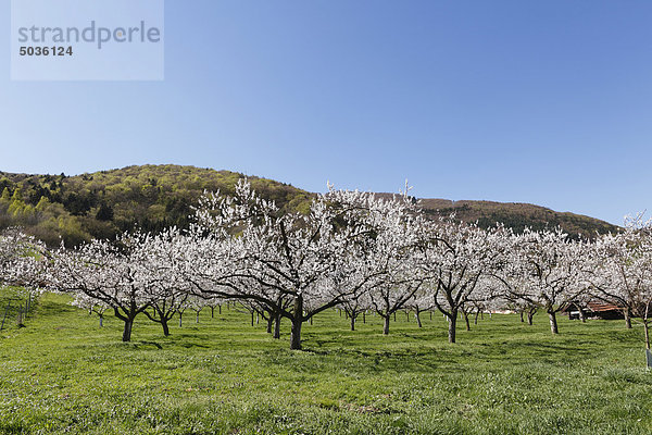 Österreich  Niederösterreich  Wachau  Aprikosenblüten im Feld
