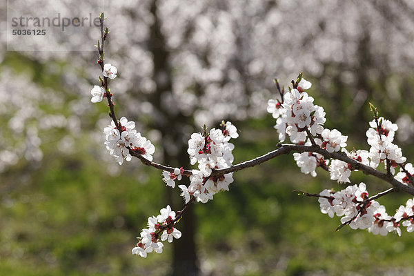 Österreich  Niederösterreich  Wachau  Zweig der Aprikosenblüten  Nahaufnahme