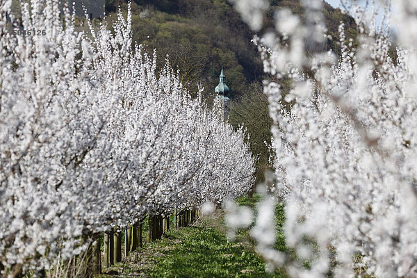 Österreich  Niederösterreich  Wachau  Aggsbach Markt  Aprikosenblütenreihen im Feld mit Kirche im Hintergrund