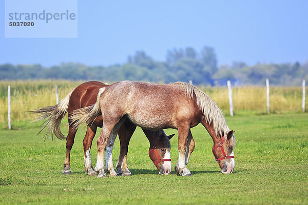 Zwei Pferde grasen in einer Weide auf die kanadische Prärie. Steinbach  Manitoba  Kanada.