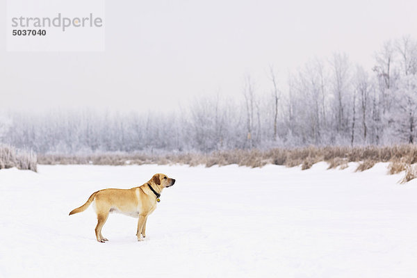 Männlich Yellow Labrador Retriever stehend auf einem zugefrorenen Teich und Frost abgedeckt Bäume an einem kalten Wintertag. Assiniboine Wald  Winnipeg  Manitoba  Kanada.