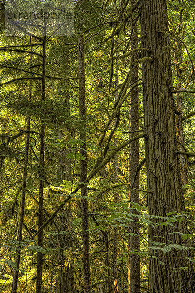 Cathedral Grove  MacMillan Provincial Park  Vancouver Island  British Columbia  Kanada