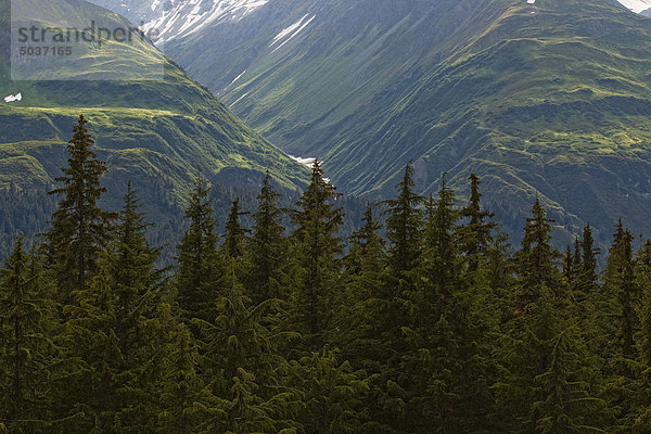 Das Laub auf den Bergen außerhalb des Haines Junction  Yukon  Kanada