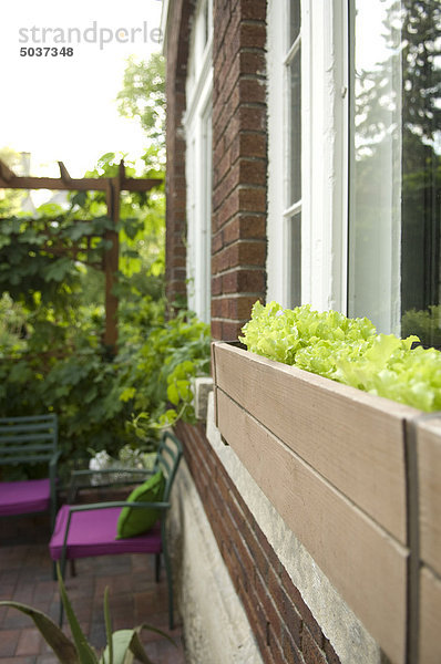Fenster Bett Garten Salat Fensterbank