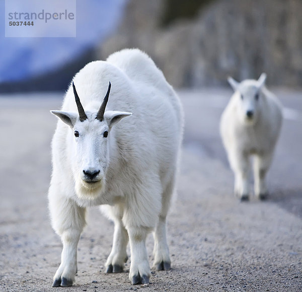 Bergziegen auf Highway  Nanny und Kid  Jasper-Nationalpark in Alberta  Kanada