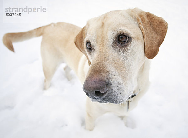 Porträt von einem ständigen yellow Labrador Retriever Hund im Schnee  Winnipeg  Manitoba  Kanada