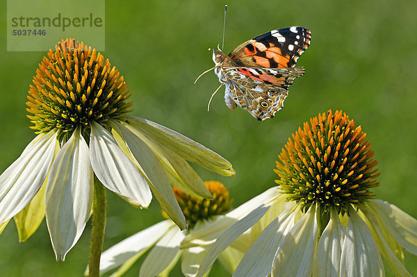 Schmetterling und Blüte